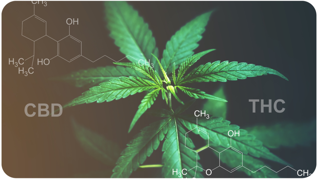 THC und CBD sind die bekanntesten Wirkstoffe des Cannabis