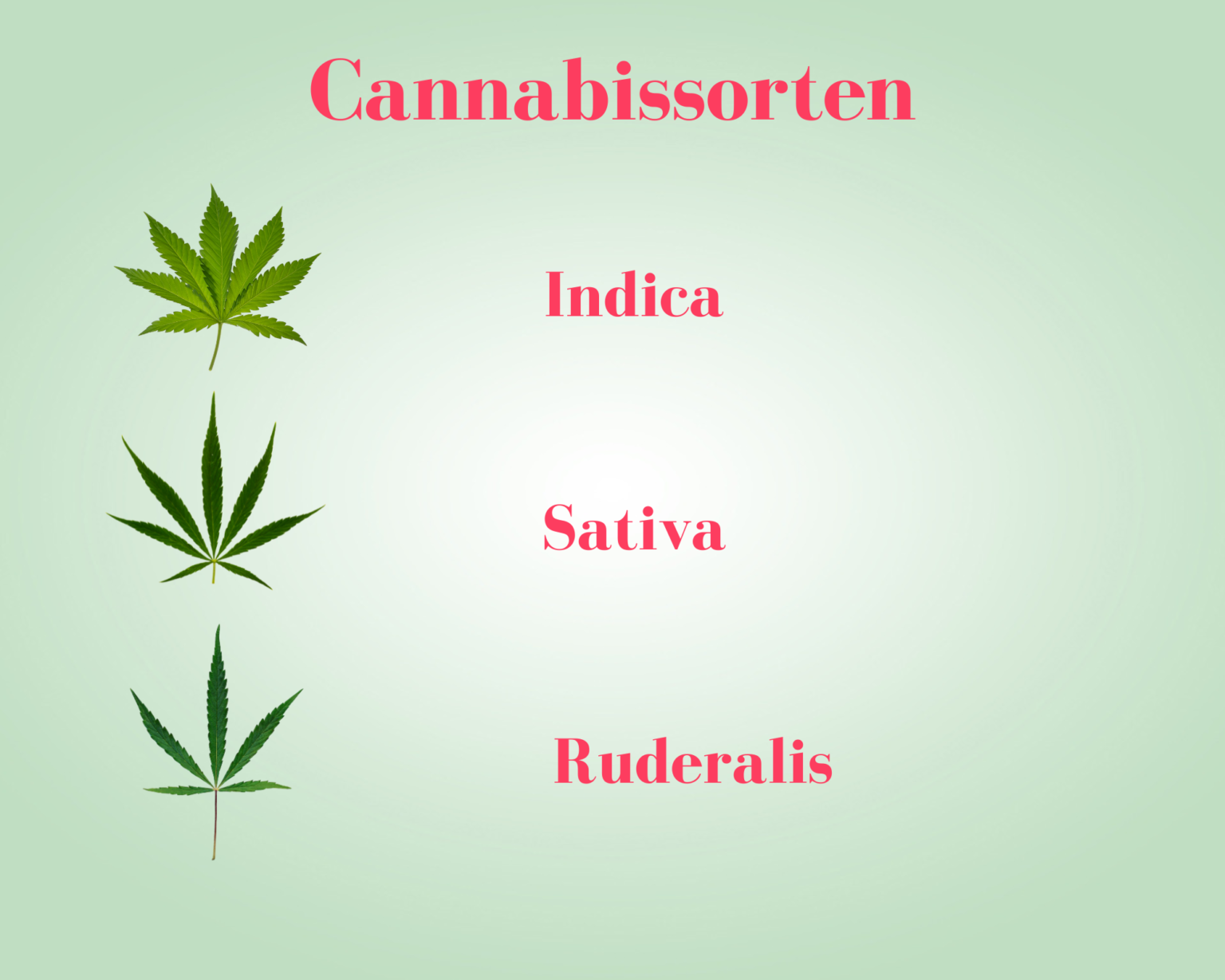 Cannabis Sorten im Überblick Indica, Sativa und Ruderalis